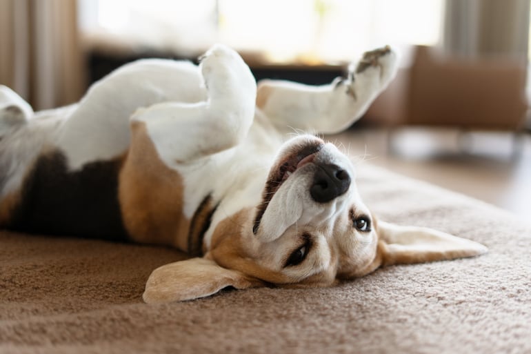 Concepto de perro que muestra la panza.