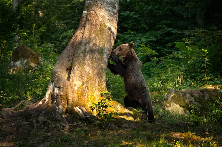 Un oso pardo en el bosque de Rumania, montañas Făgăraș.