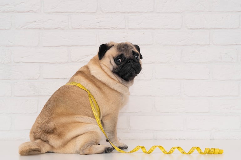 Obesidad en perros.