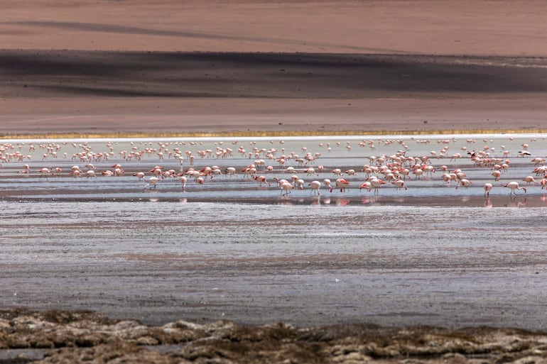 Flamencos en el altiplano boliviano.