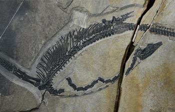 Fósil del reptil marino Austronaga minuta, de 245 millones de años de antigüedad.