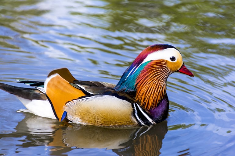 Pato mandarín (Aix galericulata).