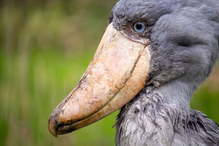 Ave pico de zapato (Balaeniceps rex).