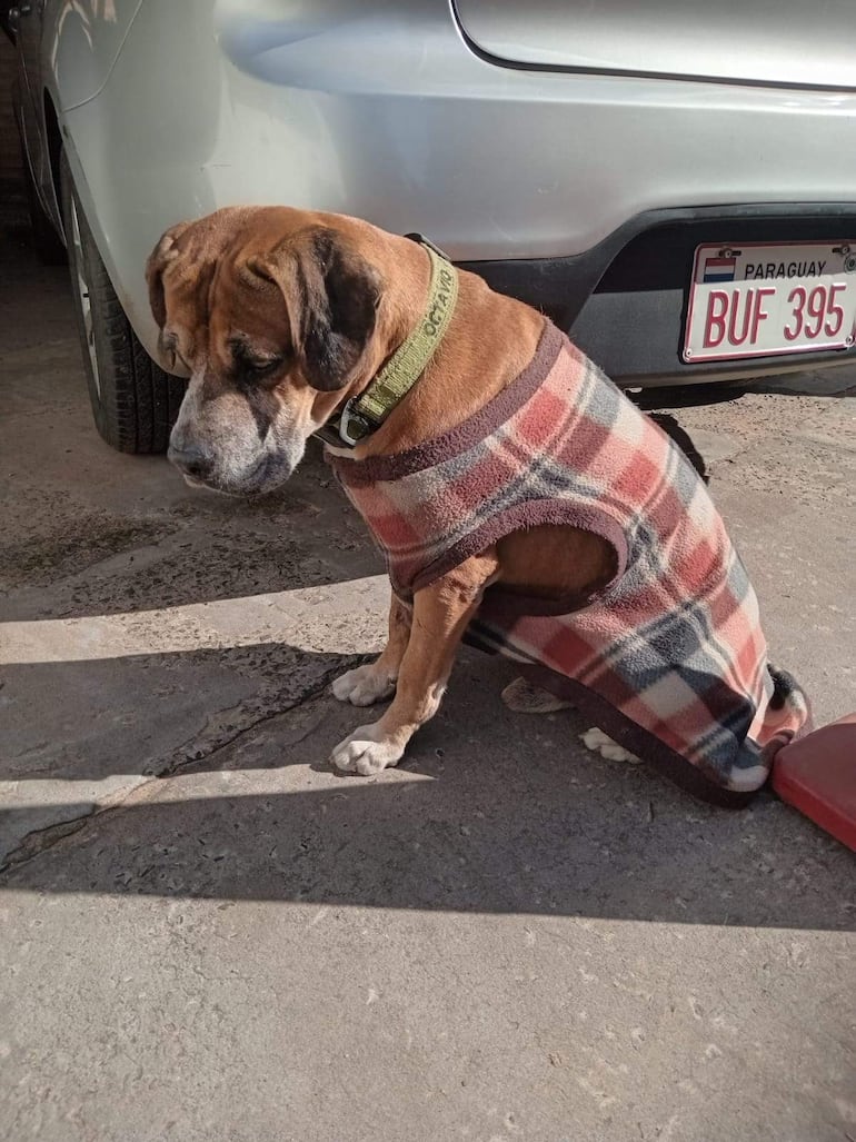 Perro Octavio sentado en calle, con abrigo de cuadros rojos y grises, fondo de vehículo plateado.