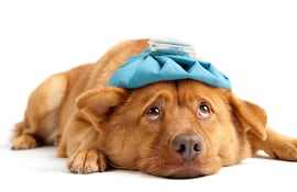 Perro con signos de enfermedad.