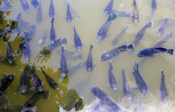 La piscicultura paraguaya busca ganarle terreno al pescado importado