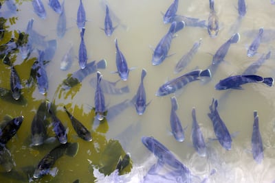 La piscicultura paraguaya busca ganarle terreno al pescado importado