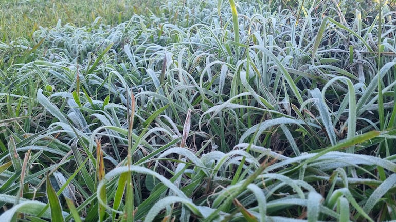 Campo cubierto de hierba con escarcha en un día nublado, sin presencia humana ni estructuras visibles.