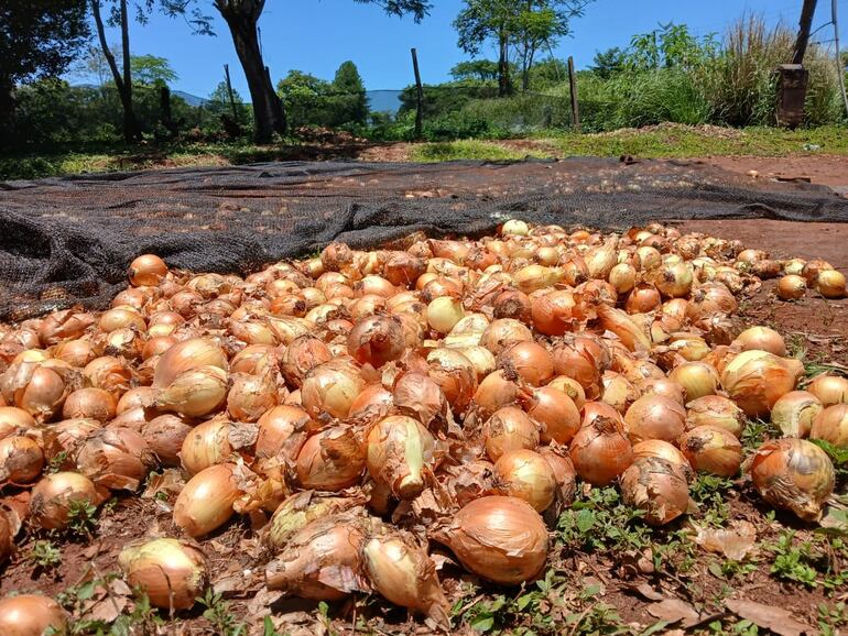 Cebolleros Independencia