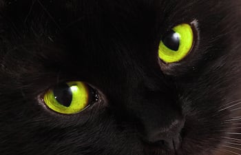 Los ojos de los gatos son más grandes en proporción a su cuerpo, lo que les proporciona un campo de visión amplio.