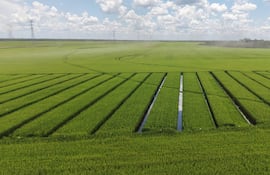 Eladia SAE alcanza 110.000 toneladas de arroz en 11.700 hA