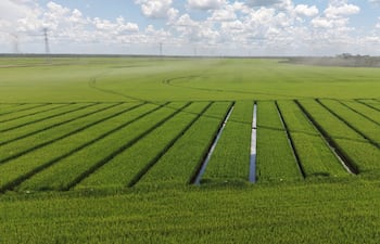 Eladia SAE alcanza 110.000 toneladas de arroz en 11.700 hA