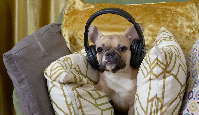 Concepto de perro escuchando la radio, música, etcétera.