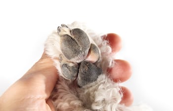 Almohadillas de perros.