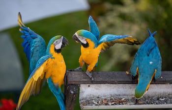 Guacamayos se alimentan en un comedero bananas y semillas de girasol. La gente quiere tener mascotas bellas que alegren el hogar, muchas veces sin detenerse a cuestionarse si en realidad eso es lo más conveniente para las aves que libres y hermosas habitan en los árboles y surcan el cielo en un espectacular despliegue de colores y trinos.