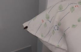Una cucaracha sobre la almohada de un paciente "posa para la foto" en el Hospital General de Luque.