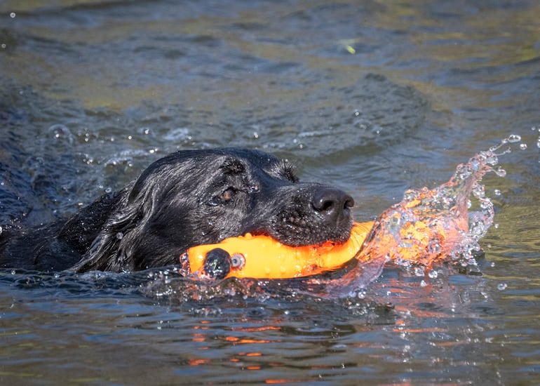 Labrador Retriver negro llevando a cabo un entrenamiento en el agua.