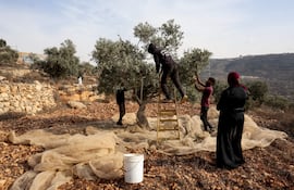 Colonos israelíes golpearon al palestino Abdelatafi Bazari, de 59 años, mientras trabajaba en su olivar junto a su familia. En el ataque murió su sobrino por un disparo. EFE/ Magda Gibelli