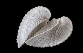 Corculum cardissa o berberecho corazón.