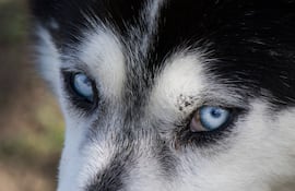 Perro de la raza Husky.