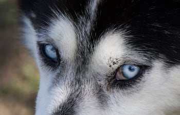Perro de la raza Husky.