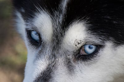 Perro de la raza Husky.