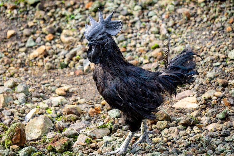 Ayam Cemani, pollo negro de Indonesia.