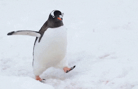 Pingüino.