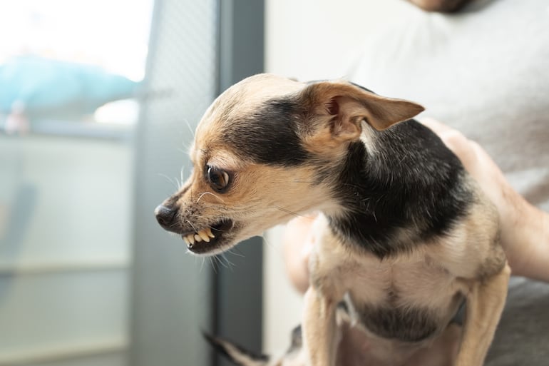 Perro de la raza chihuahua.