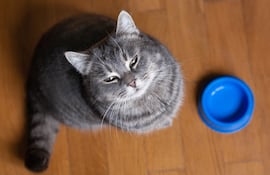 ¿Tu gato tiene hambre o solo busca atención?