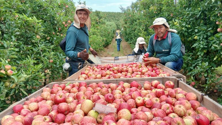 Mediante la recolección de manzanas sustentan a sus familias, asegura el líder.