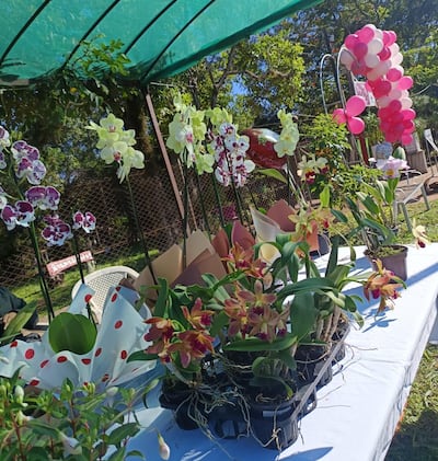 Flores, orquídeas y girasoles se ofrecen en Cabañas como una colorida alternativa para regalar o decorar, destacando la variedad y frescura de la producción local.