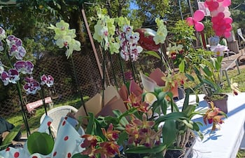 Flores, orquídeas y girasoles se ofrecen en Cabañas como una colorida alternativa para regalar o decorar, destacando la variedad y frescura de la producción local.