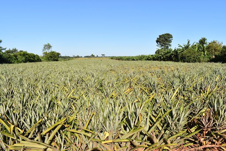 Esta parcela corresponde a una plantación de piña ubicada en la Calle 1º Línea Chachí de Guayaybí