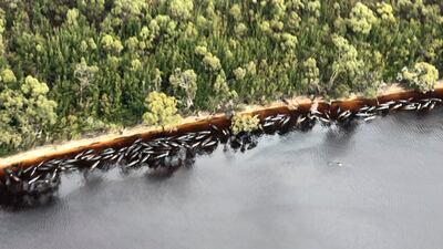 Una foto de un folleto tomada el 23 de septiembre de 2020 y recibida el 24 de septiembre de The Mercury muestra ballenas muertas flotando en la costa en el puerto de Macquarie en la costa oeste de Tasmania.