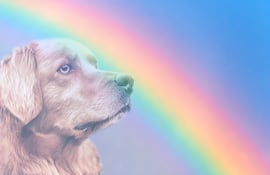 Día Mundial en Memoria de las Mascotas. La imagen muestra a un perro Golden retriever con un arcoiris.