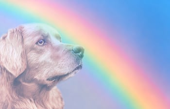 Día Mundial en Memoria de las Mascotas.