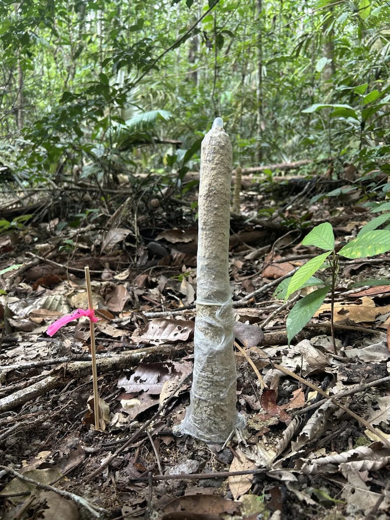 Una torre de cigarras sellada con un preservativo.