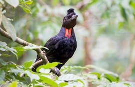 Cephalopterus glabricollis.