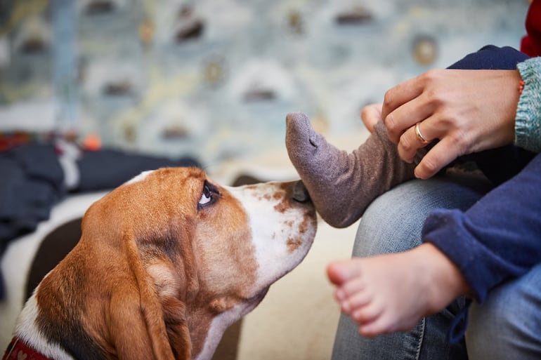 Por qué tu perro se calma cuando huele tu ropa: explicación científica - Mascotas