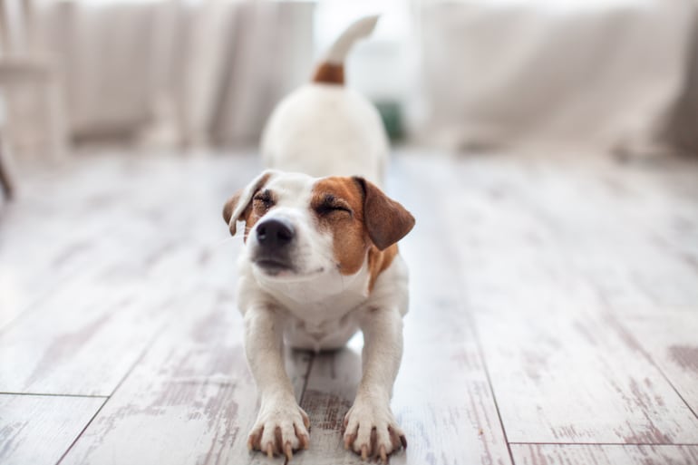 Perro se estira.