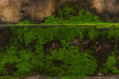 Imagen de musgo en la intemperie .