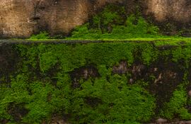 Imagen de musgo en la intemperie .