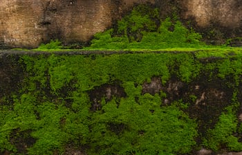 Imagen de musgo en la intemperie .