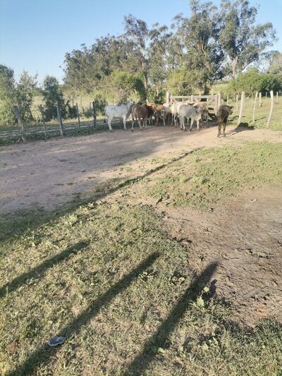 Los 10 animales recuperados, del establecimiento ganadero del departamento de Misiones.