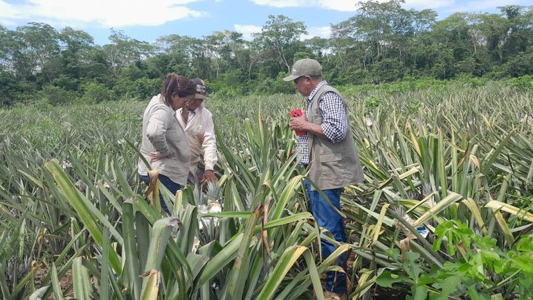 Productores de Concepción se preparan para exportar piña a la Argentina y Uruguay