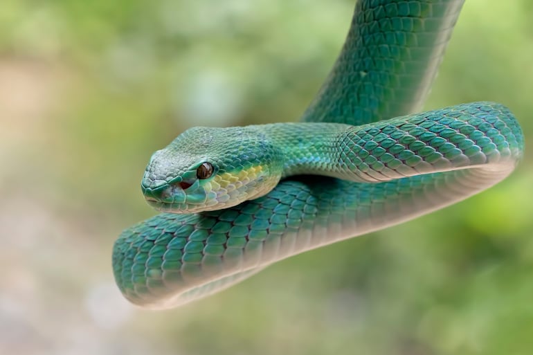 Serpiente insularis azul, Indonesia.