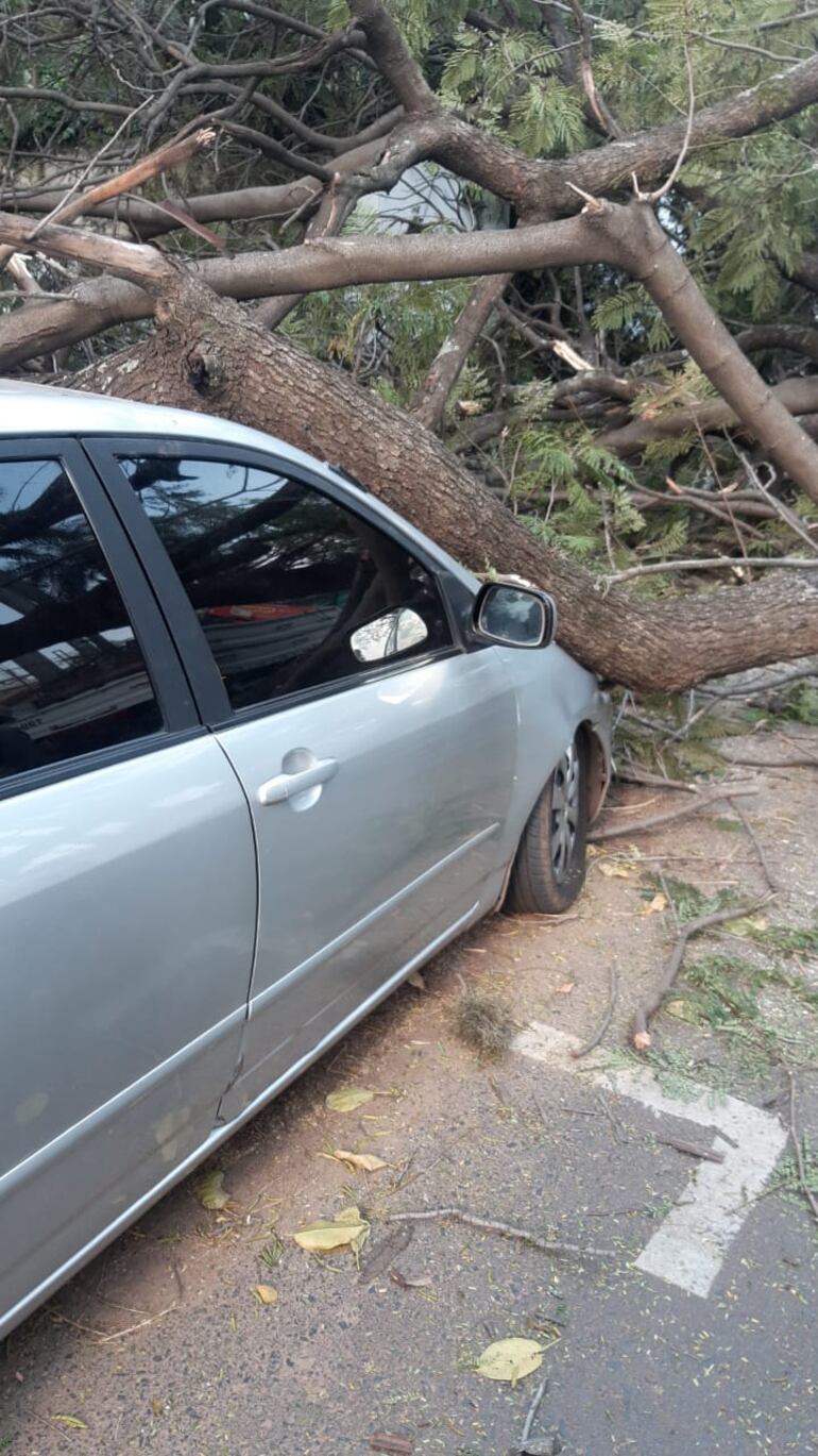 Gentileza. Parte frontal donde está el motor seriamente afectada por la caída del árbol.