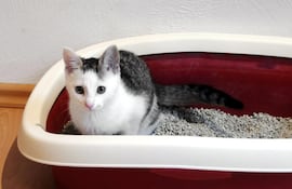 Si notás que tu gato orina fuera del arenero en primer lugar debés fijarte en las condiciones de su baño.