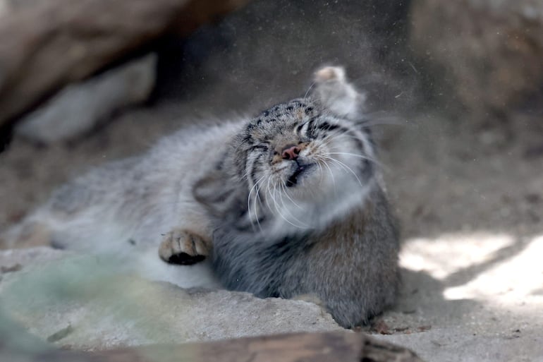Azu, una gata de Pallas, especie considerada el felino vivo más antiguo del mundo, es vista en su recinto del Kobe Animal Kingdom, en Kobe, Japón, el 27 de julio de 2026.